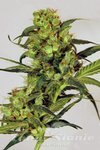 EXOTIC SEED - Spicy Bitch