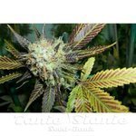 PARADISE SEEDS - Lucid Bolt