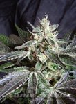 SWEET SEEDS - Black Jack Fast Version