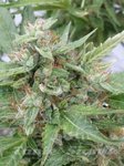 JOINT DOCTOR'S - The Ogre