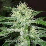FEMALE SEEDS - Auto Speed Bud