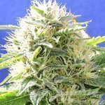 Original Sensible Seeds - Black Destroyer