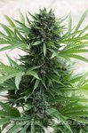 HUMBOLDT SEED - Sour Diesel Auto