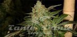 THE CALI CONNECION - Dead Head OG