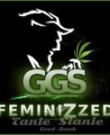 GRZECH GROW SEEDS - Northern Light x Red Poison Auto