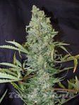 FEMALE SEEDS - ICE®