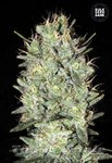 BULK SEED BANK - Amnesia Haze