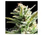 Vision Seeds - Amnesia