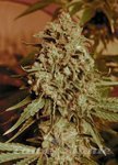 ADVANCED SEEDS - Somango Widow
