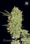 BULK SEED BANK - Marley's Bud