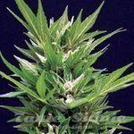 AMARANTA SEEDS - Amarant Automatic