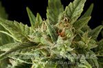 DINAFEM - Fruit Autoflowering