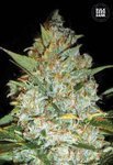 BULK SEED BANK - Kali's Mistery