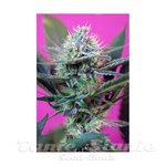 SWEET SEEDS - +Speed Auto