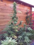FLASH SEEDS - Missile 33 SuperAuto