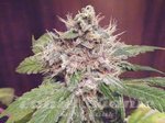GREEN DEVIL GENETICS - Sweet Clements