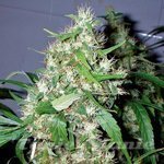710 GENETICS - Sour White