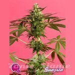 PHILOSOPHER SEEDS - Guayita