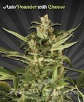AUTO SEEDS - Auto Pounder with Cheese