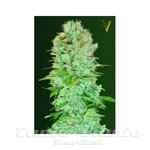 Victory Seeds - Critical