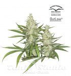 DUTCH PASSION - Outlaw