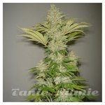 RESIN SEEDS - Bublicious