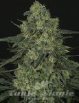 RIPPER SEEDS - Criminal +