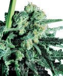 SENSI SEEDS - Sensi Skunk®