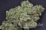 RARE DANKNESS - Ghost Train Haze #1