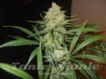 FEMALE SEEDS - C'99