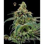 DNA GENETICS - Training Day