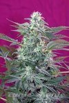 SWEET SEEDS - Big Foot