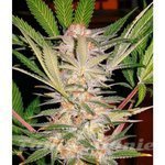 SWEET SEEDS - S.A.D. Fast Version