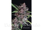EXOTIC SEED - Black Lemon Auto