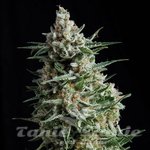 PYRAMID SEEDS - Auto Anesthesia