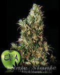 EVA SEEDS - High Level