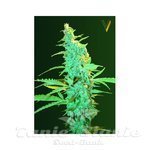 Victory Seeds - Ultra Power Plant