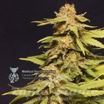KANNABIA SEED - Kannabia Especial