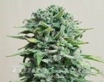 KALASHNIKOV SEEDS - Siberian Haze Auto