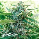 DELICIOUS SEEDS - Sugar Black Rose F1 Fast Version