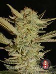 Serious Seeds - Bubble Gum
