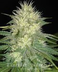 SAGARMATHA - White Russian