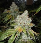 THE CALI CONNECION - Tahoe OG Kush