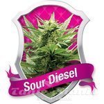 ROYAL QUEEN SEEDS - Sour Diesel