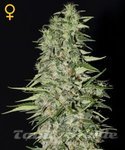 GREEN HOUSE SEEDS - Diamond Girl