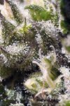 SWEET SEEDS - Cream Caramel Auto