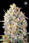 BULK SEED BANK - Bigger Bud