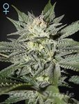 GREEN HOUSE SEEDS - King's Kush CBD