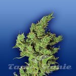 FLYING DUTCHMEN - Amsterdam Mist