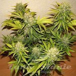 60 Day Grapefruit Auto
